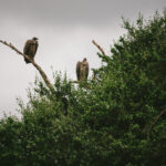 Radiohead 「KID A」を2021年に聴くという事